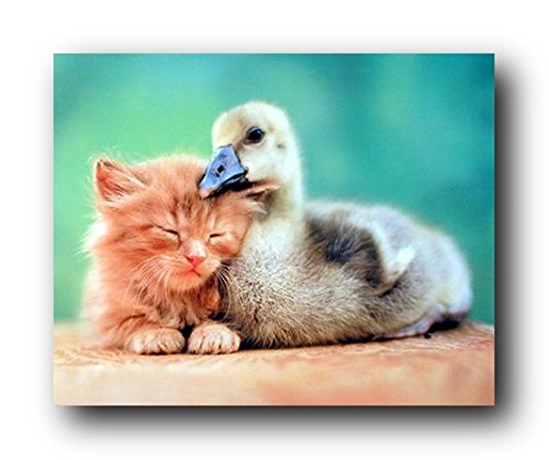 Cute Cat and Duckling Friends Kids Room Animal Art Print Poster (16x20)