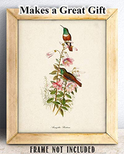 Two Hummingbirds Illustration - 11x14 Unframed Bird Wall Art Vintage Bird Print Poster - Great Home Humming Bird Decor and a Great Gift Under $15 for Bird Watchers
