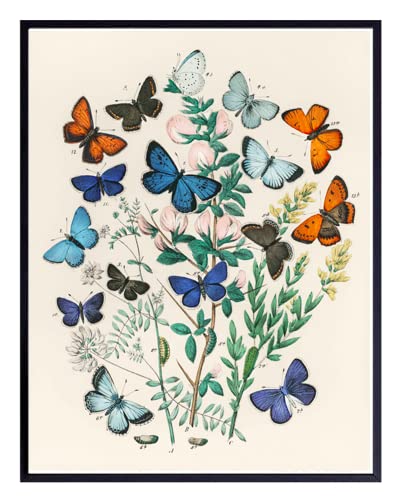 ShopHaven Butterfly Print, Butterfly illustrations, Botanical Wall Art, Vintage Flowers, Vintage Sketch, Retro Poster, Home Decor, Wall Decor - 11x14 Poster Print - Unframed