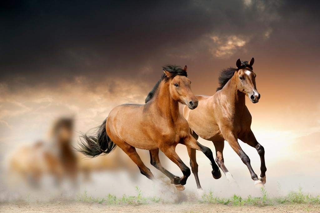 Wild Young Horses Running Free Photo Wild Horses Decor Galloping Horses Wall Art Horse Poster Print Poster Horse Pictures Wall Decor Running Horse Breed Poster Thick Paper Sign Print Picture 8x12