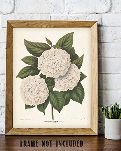 Vintage Japanese Snowball Flower Illustration - Classic Botanical Poster, Home and Graden Decoration, Cottagecore Room Decor, Vintage Flower Wall Display Gift, 11x14 Unframed Art Print Poster