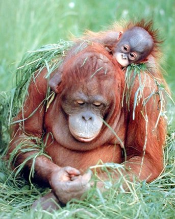 Orangutan and Baby Wildlife Animal Nature Wall Decor Art Print Poster (16x20)