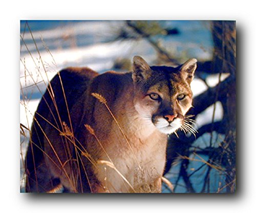 Picture Wall Decor - Wild Cougar in Snow Wildlife Mountain Lion Art Print Poster (16x20)