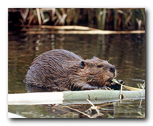 Wildlife Beaver mammals Sea Animal Nature Wall Decor Art Print Poster (16x20)