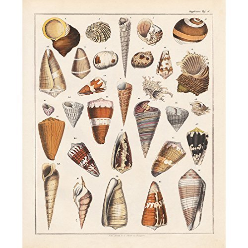 Meishe Art Poster Print Art Seashell Conch Whelk Sea Snail Shell Shellfish Collection Identification Vintage Reference Chart Wall Decor Picture