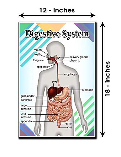 Digestive System Poster Quote Motivational Educational Inspirational School Elementary Homeschool 12-Inches by 18-Inches Print Wall Art CAP00119, Classroom