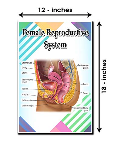 Female Reproductive System Poster Quote Motivational Educational Inspirational School Elementary Homeschool 12-Inches by 18-Inches Print Wall Art CAP00127