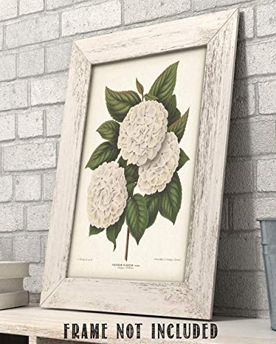 Vintage Japanese Snowball Flower Illustration - Classic Botanical Poster, Home and Graden Decoration, Cottagecore Room Decor, Vintage Flower Wall Display Gift, 11x14 Unframed Art Print Poster