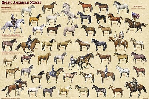 Picture Peddler North American Horses Educational Reference Equine Chart Print Poster 24x36