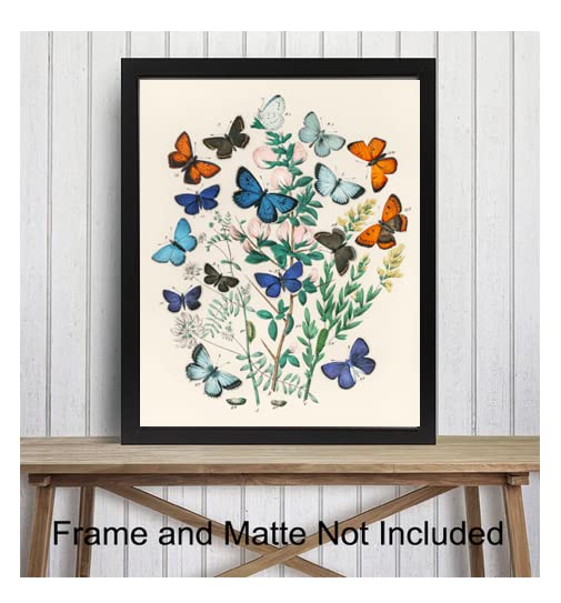 ShopHaven Butterfly Print, Butterfly illustrations, Botanical Wall Art, Vintage Flowers, Vintage Sketch, Retro Poster, Home Decor, Wall Decor - 11x14 Poster Print - Unframed