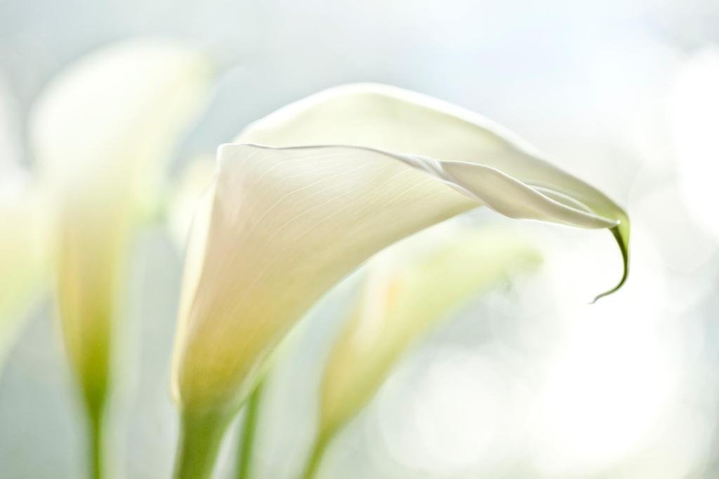 White Calla Lilies Photo Plant Room Decor Aesthetic Plant Art Prints Large Botanical Poster Nature Wall Art Decor Boho Pictures Wall Decor Flower Bouquet Prints Thick Paper Sign Print Picture 12x8