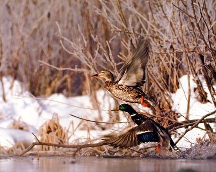 Pair of Wild Mallard Ducks (Flying) Bird Wall Decor Art Print Poster (16x20)