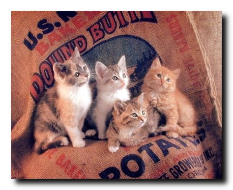 Funny Cat Wall Decor Gunnie Sack Cute Kittens Kids Room Animal Art Print Poster (16x20)