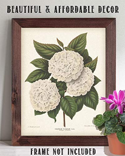 Vintage Japanese Snowball Flower Illustration - Classic Botanical Poster, Home and Graden Decoration, Cottagecore Room Decor, Vintage Flower Wall Display Gift, 11x14 Unframed Art Print Poster