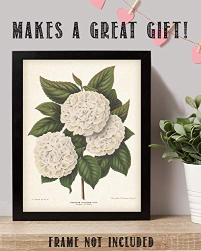 Vintage Japanese Snowball Flower Illustration - Classic Botanical Poster, Home and Graden Decoration, Cottagecore Room Decor, Vintage Flower Wall Display Gift, 11x14 Unframed Art Print Poster