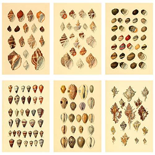 Meishe Art Poster Print Vintage Seashell Conch Whelk Sea Snail Shell Shellfish Breeds Collection Identification Reference Chart Old Scientific Classroom Club Home Wall Decor Picture