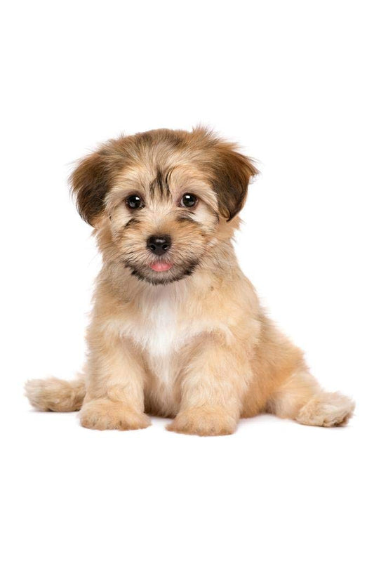 Havanese Puppy Dog Cute Sitting Puppy Posters For Wall Funny Dog Wall Art Dog Wall Decor Puppy Posters For Kids Bedroom Animal Wall Poster Cute Animal Posters Thick Paper Sign Print Picture 8x12