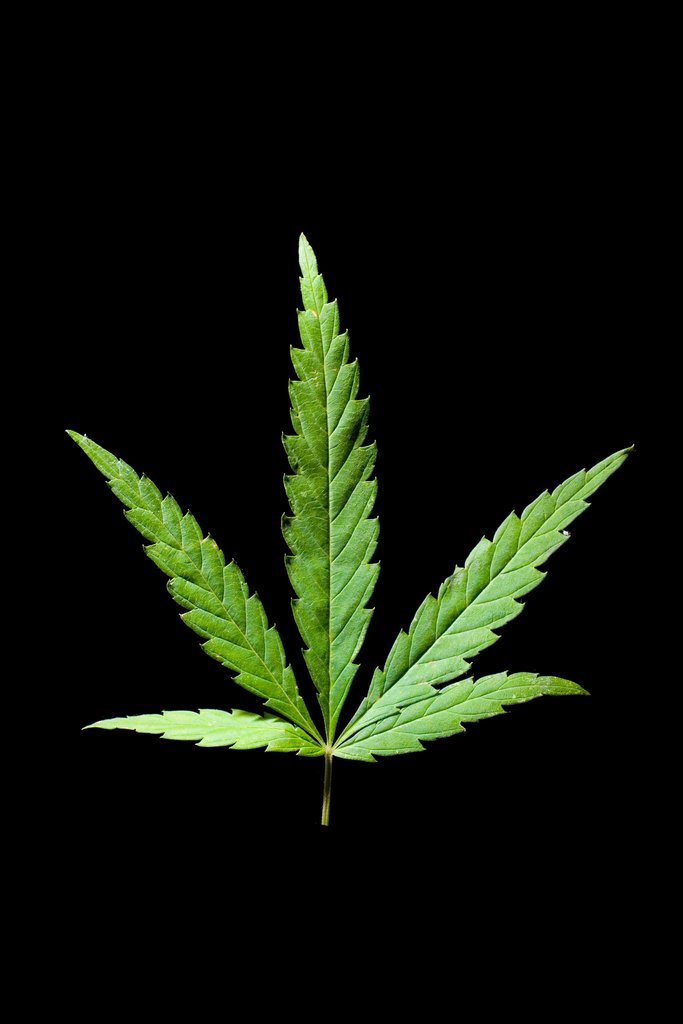 Marijuana Cannabis Weed 420 Leaf Photo Photograph Cool Wall Decor Art Print Poster 12x18