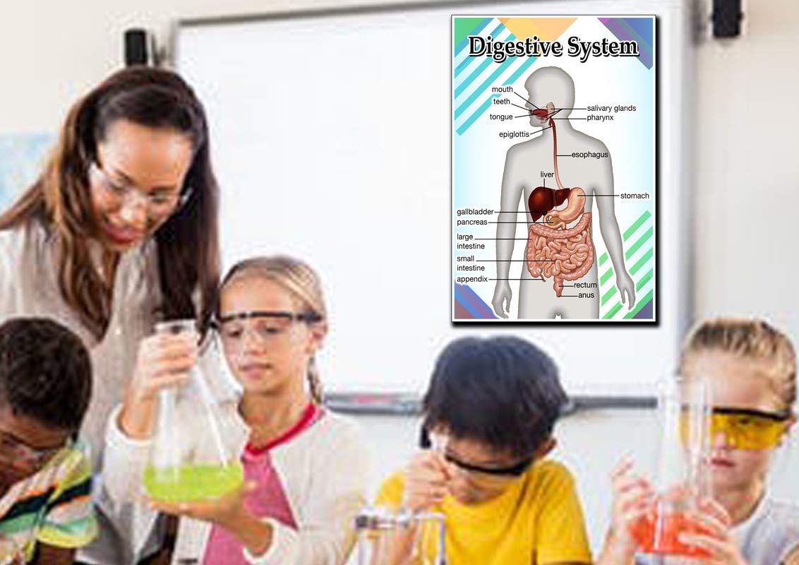 Digestive System Poster Quote Motivational Educational Inspirational School Elementary Homeschool 12-Inches by 18-Inches Print Wall Art CAP00119, Classroom