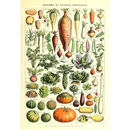 Meishe Art Poster Vegetable Print Vintage Kitchen Botanical Science Plant Carrot Pumpkin Potato Illustration Home Wall Decor Identification Reference Chart (15.75'' x 23.62'')