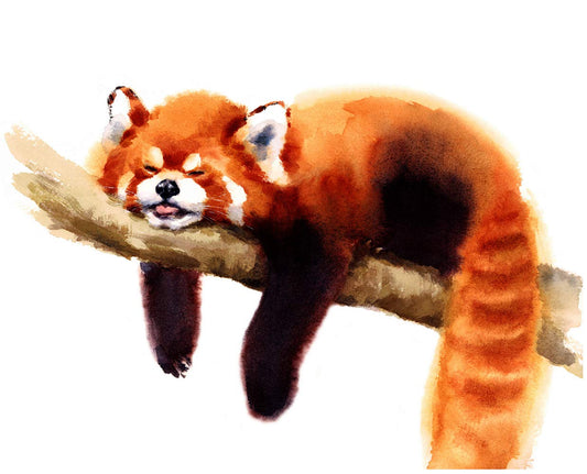 7Dots Art. Baby animals. Watercolor Art Print, poster 8"x10" on Fine Art thick Watercolor paper for childrens kids room, bedroom, bathroom. Wall art decor with Animals for boys, girls. (Red Panda)