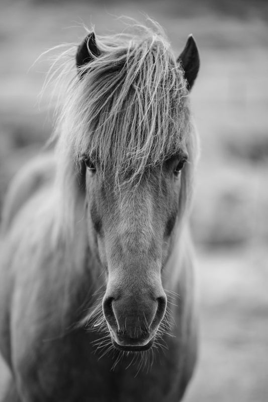 Majestic Horse Poster Cool Farmhouse Wall Art Decor Home Room Living Room and Bedroom Decoration Modern Western House Black and White Country Housewarming Cool Wall Decor Art Print Poster 12x18