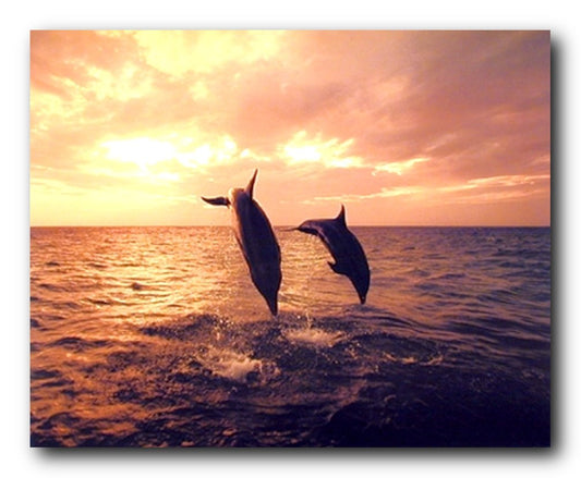 Dolphins Wall Decor Poster Animal in Ocean At Sunset Art Print Picture (16x20)