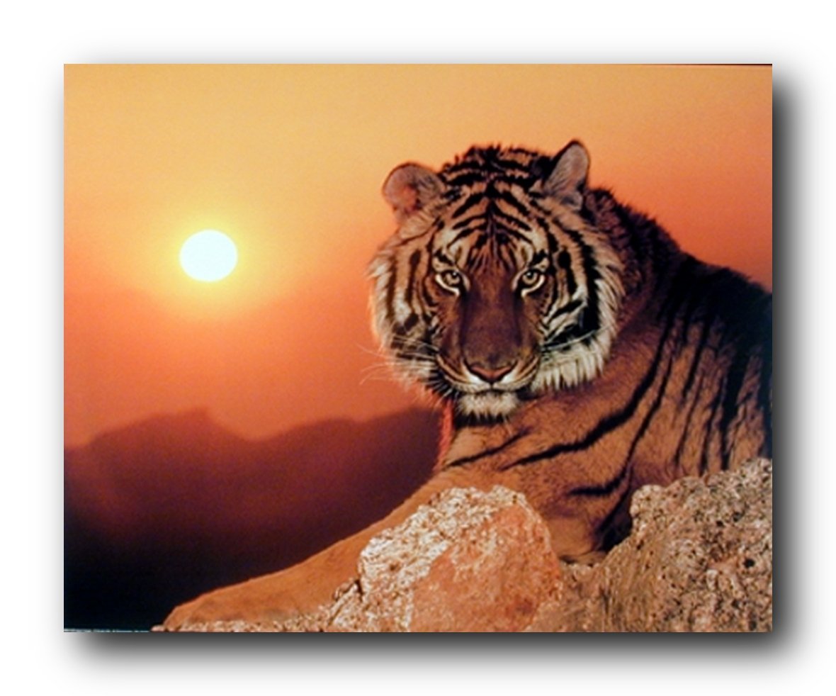 Wild Tiger At Sunset Wildlife Animal Wall Decor Art Print Poster (16x20)