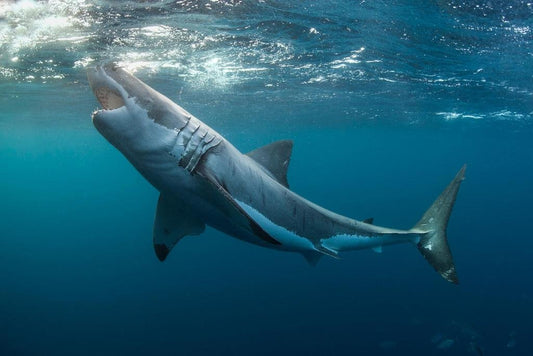 Great White Shark with Jaws Open Shark Posters For Walls Shark Pictures Cool Great White Shark Picture Great White Shark Art Ocean Wildlife Thick Paper Sign Print Picture 12x8
