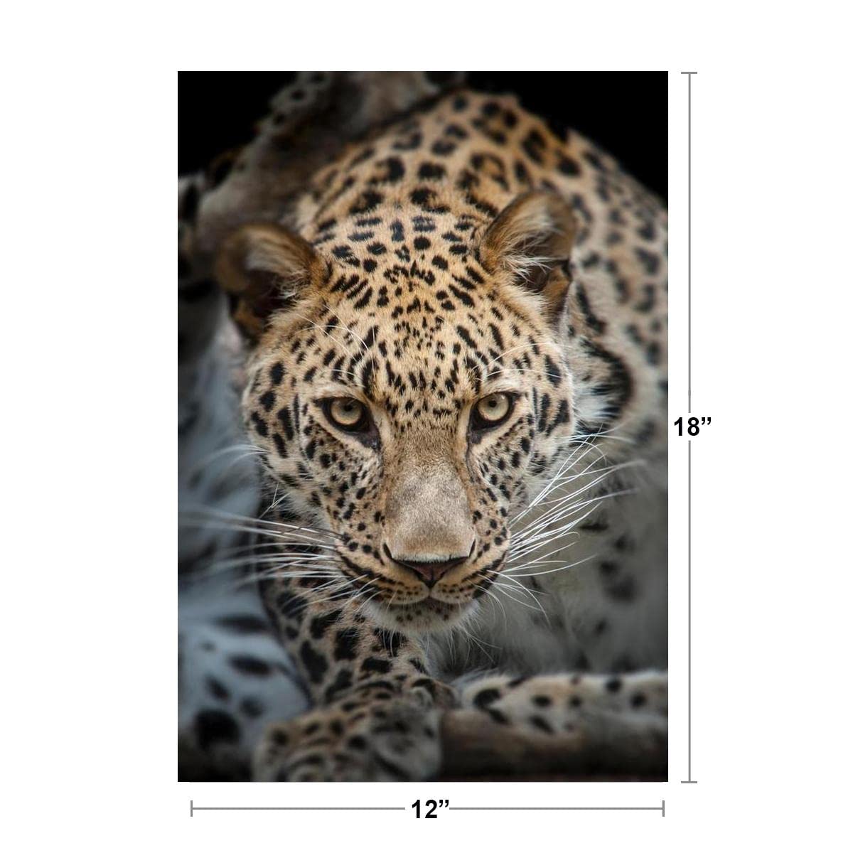 Close Up of Angry Leopard Photo Leopard Pictures Wall Decor Jungle Animal Pictures for Wall Posters of Wild Animals Jungle Leopard Print Decor Animal Wall Decor Cool Wall Decor Art Print Poster 12x18