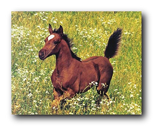 Wild Animal Arabian Horse Running Foal Farm Animal Wall Decor Art Print Poster (16x20)