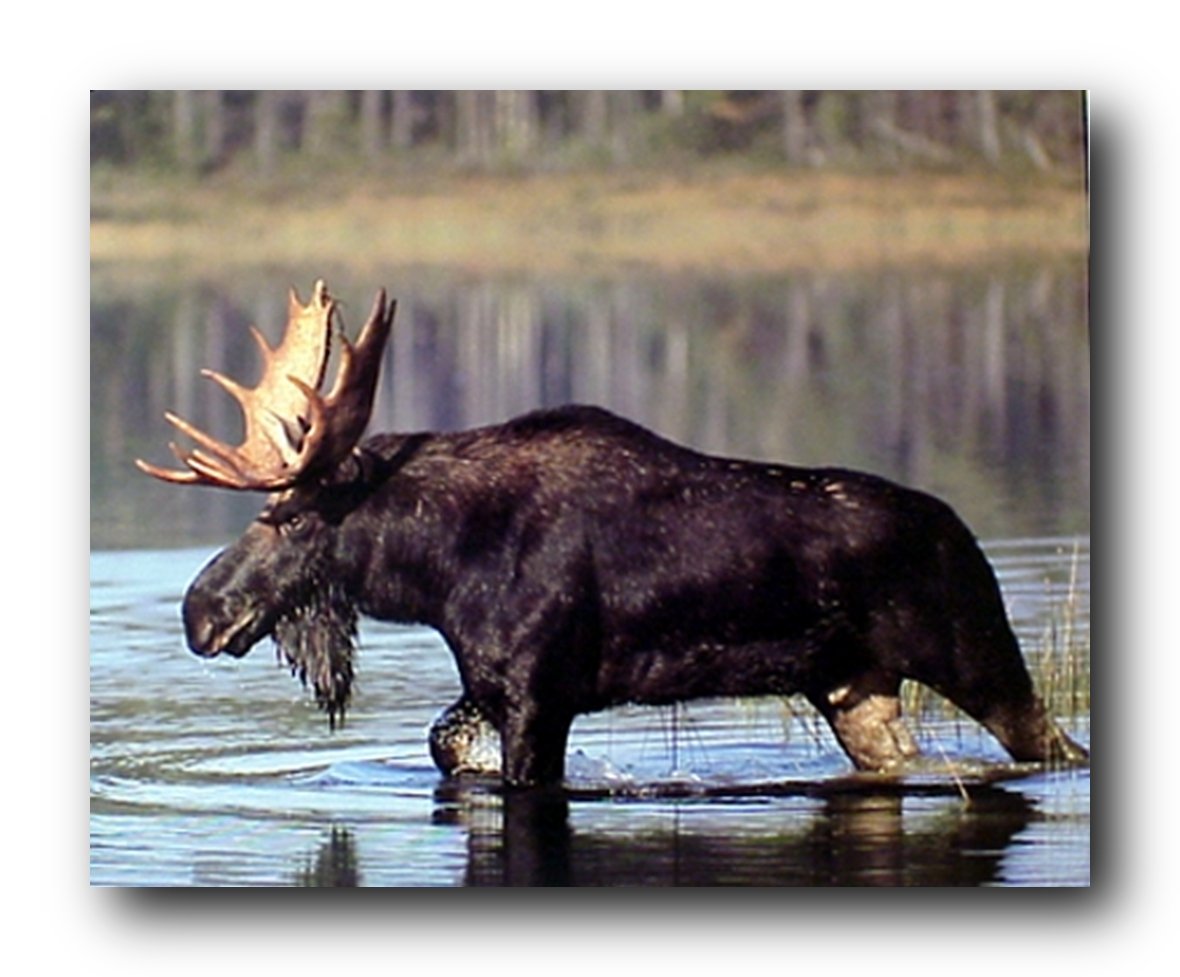 Large Moose Crossing Lake G Sanker Wild Animal Nature Art Print Poster (16x20)