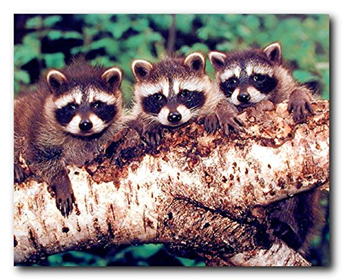 Impact Posters Gallery Wildlife Animal Three Raccoon Kids Room Wall Decor Art Print Picture Poster (16x20)