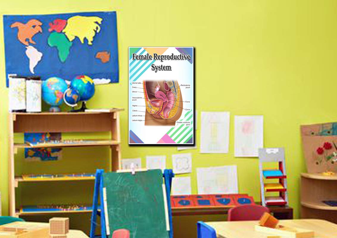 Female Reproductive System Poster Quote Motivational Educational Inspirational School Elementary Homeschool 12-Inches by 18-Inches Print Wall Art CAP00127