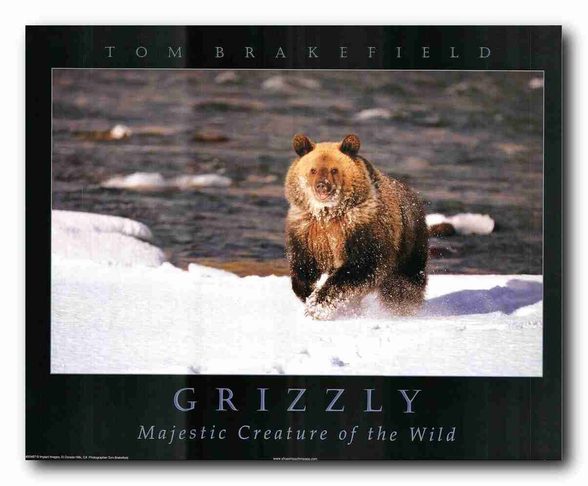 Impact Posters Gallery Wild Animal Alaska Grizzly Bear in Snow Animal Art Print Wall Decor Poster (16x20)