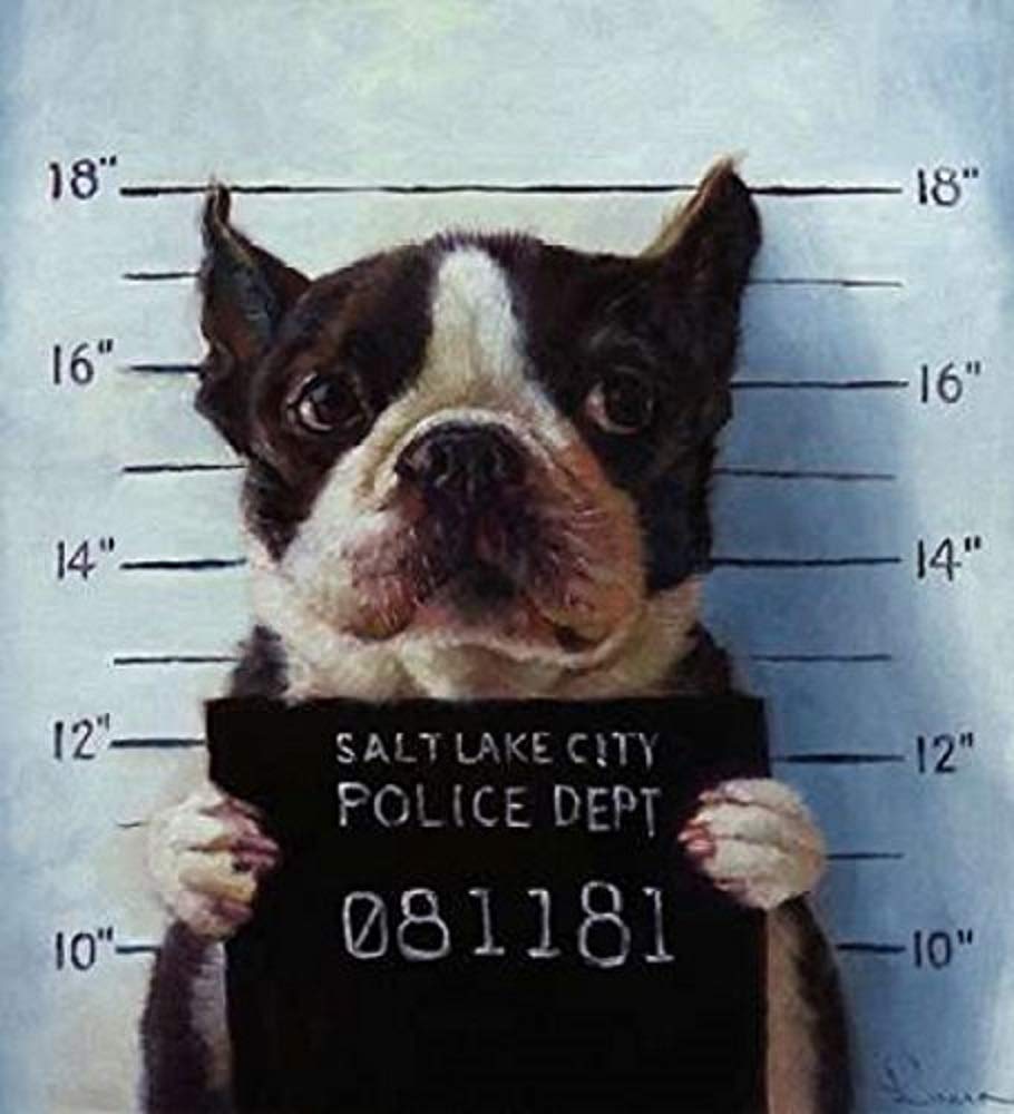 Mug Shot Heffernan Boston Terrier Dogs Pets Jail Animals Funny Print Poster 10x10 (Image)11x14 (Overall paper)