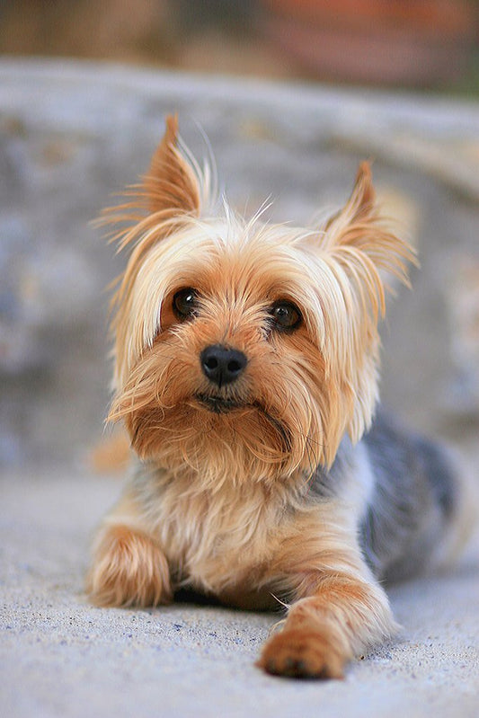 Portrait of a Miniature Yorkshire Terrier Yorkie Photo Photograph Cool Wall Decor Art Print Poster 12x18