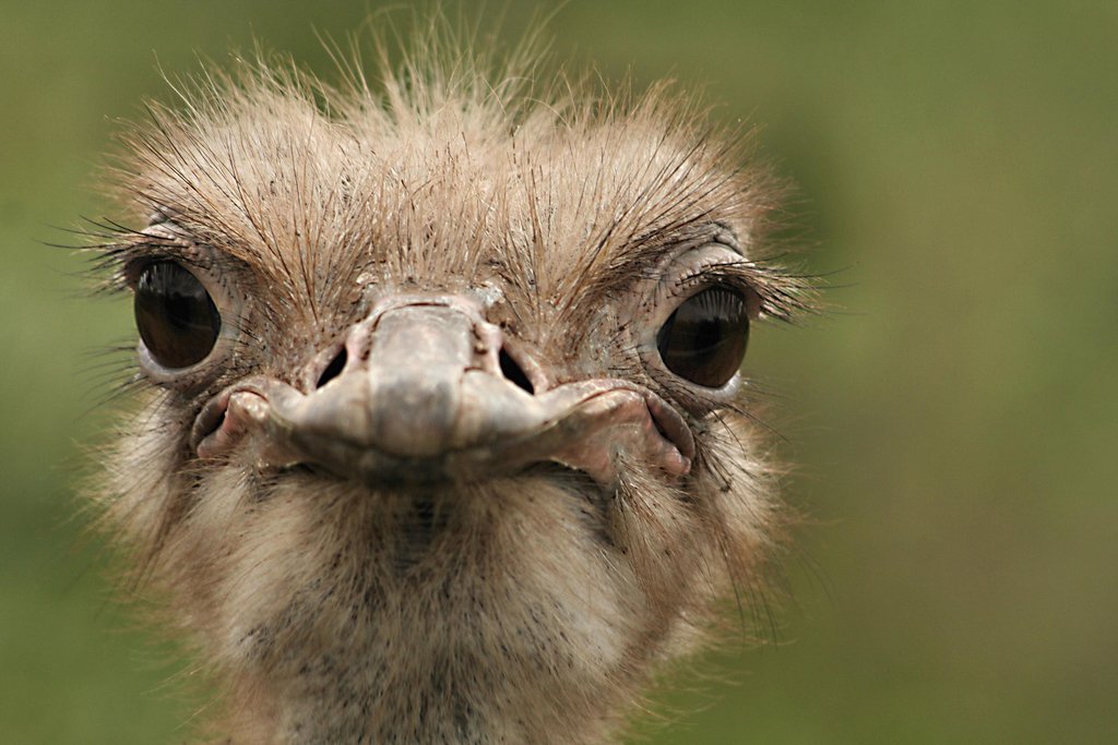 Ostrich Portrait Close Up Photo Large Bird Pictures Wall Decor Beautiful Art Wall Decor Feather Prints Wall Art Nature Africa Wildlife Animal Bird Prints Cool Wall Decor Art Print Poster 18x12