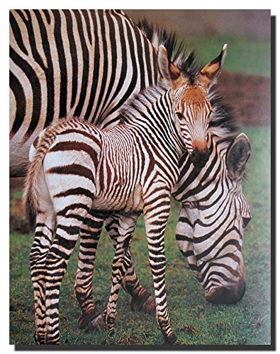 Wildlife Animal Zebra Wall Decor Art Print Poster (16x20)