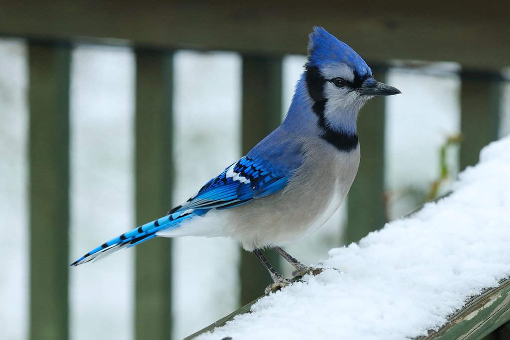 Bluejay Perching on Snow Covered Railing Blue Jay Bird Photo Photograph Feathers New England Winter Nature Animal Cool Wall Decor Art Print Poster 18x12
