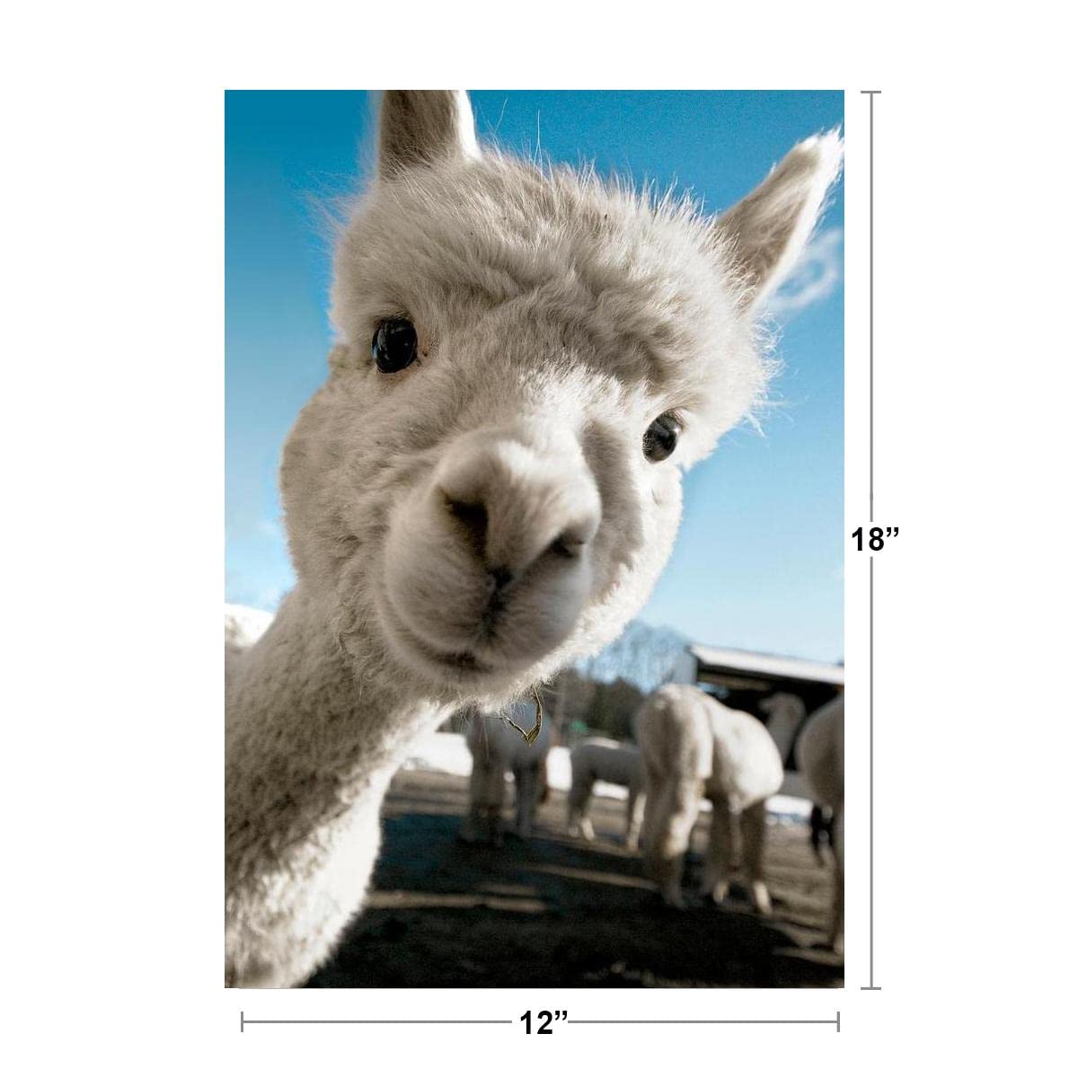 Alpaca Face Cute Baby Close Up View Animal Photography Face Funny Llama Photo Picture Zoo Adorable Cool Wall Decor Art Print Poster 12x18