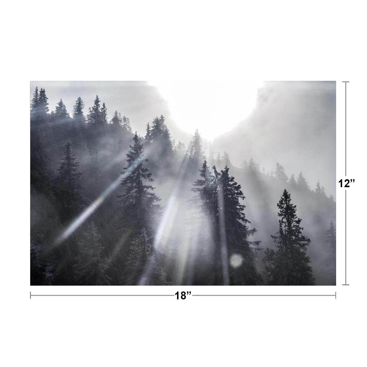 Sunshine Through Pine Trees Black and White Photo Photograph Cool Wall Decor Art Print Poster 18x12