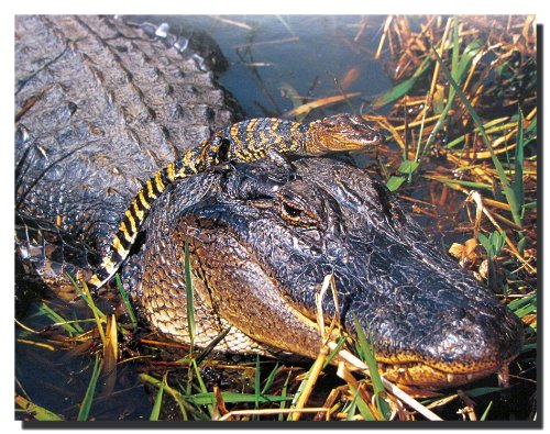Wild Animal Wall Decor Picture Alligator Mom with Baby on Head Art Print Poster (16x20)