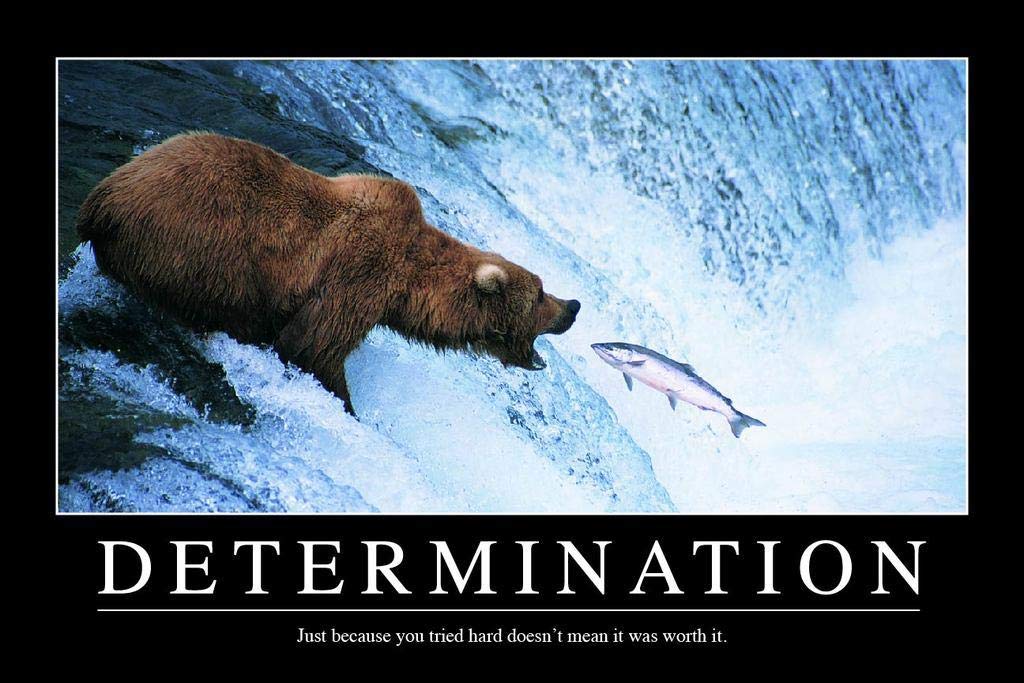 Determination Bear In Water Catching Fish Funny Demotivational Snarky Sarcastic Ironic Motivational Big Bear Poster Large Bear Picture of a Bear Posters for Wall Thick Paper Sign Print Picture 8x12