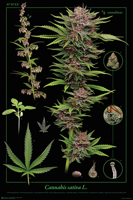 FRAME USA Cannabis Anatomy Poster Print (24x36) (Rolled)