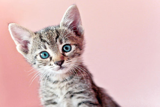 Cute Baby Kitty Kitten Posing for Camera Photo Baby Animal Portrait Photo Cat Poster Cute Wall Poster Kitten Posters for Wall Baby Poster Inspirational Cat Cool Wall Decor Art Print Poster 18x12