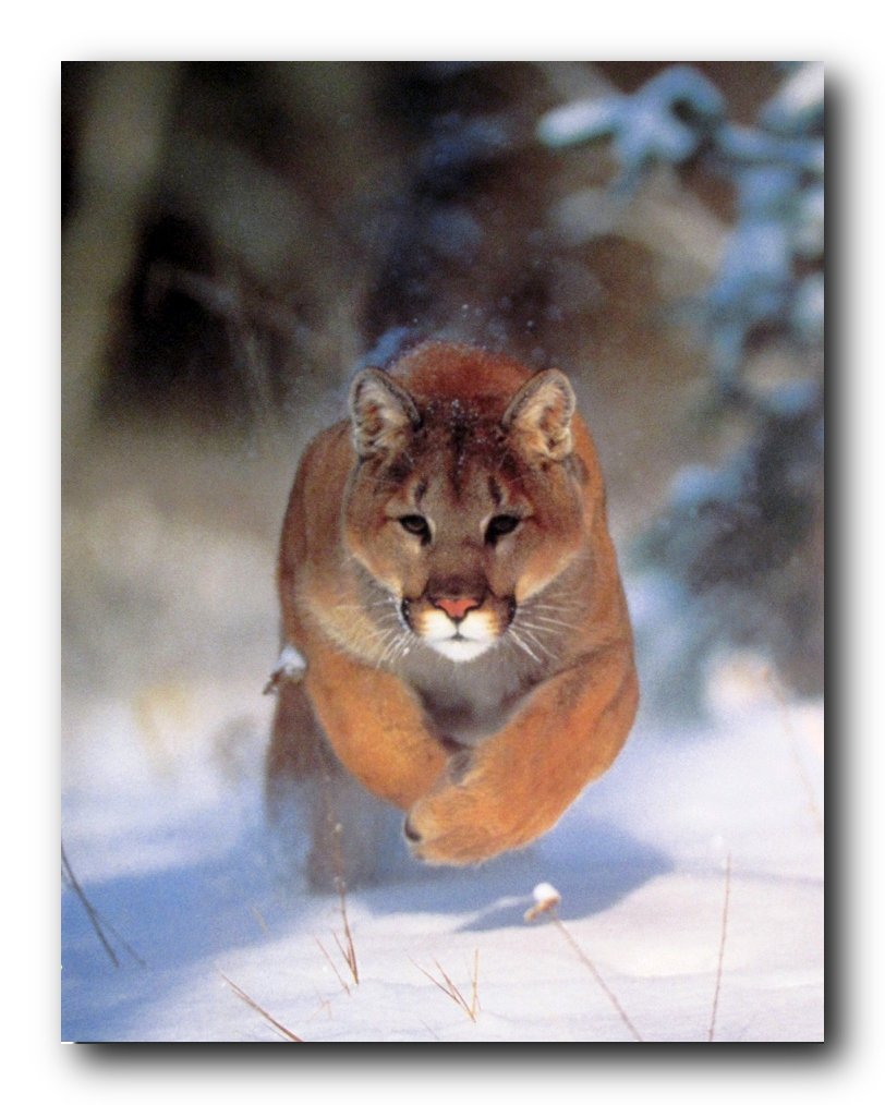 Mountain Lion Big Cat Wildlife Snow Animal Wall Decor Art Print Poster (16x20)