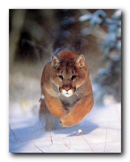 Mountain Lion Big Cat Wildlife Snow Animal Wall Decor Art Print Poster (16x20)