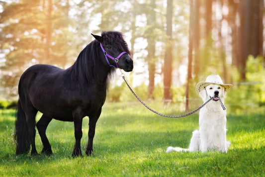 Dog Wearing Cowboy Hat Holding Horse on Leash Funny Photo Photograph Cool Wall Decor Art Print Poster 18x12