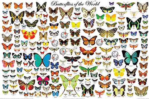 The Butterflies of the World Educational Science Classroom Chart Print Poster 24x36